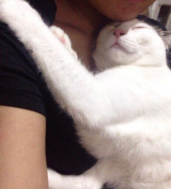 猫に 抱っこ好き になってもらいたい ３つのポイント