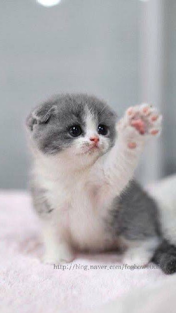 น้องเเหมวกรุ๊ป🐱🤌🏻