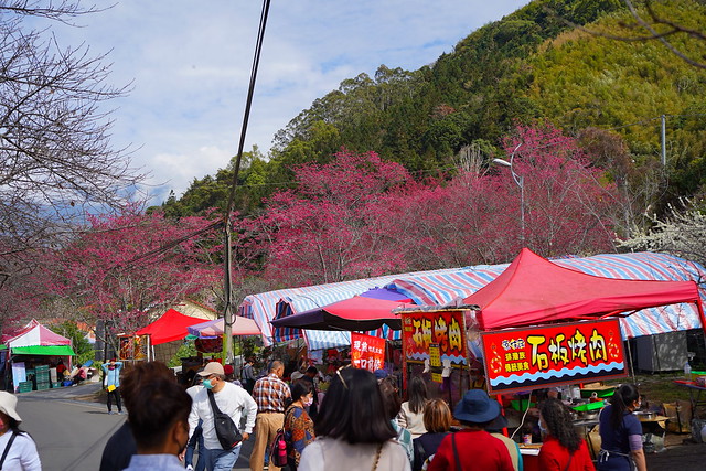 2023草坪頭櫻花季