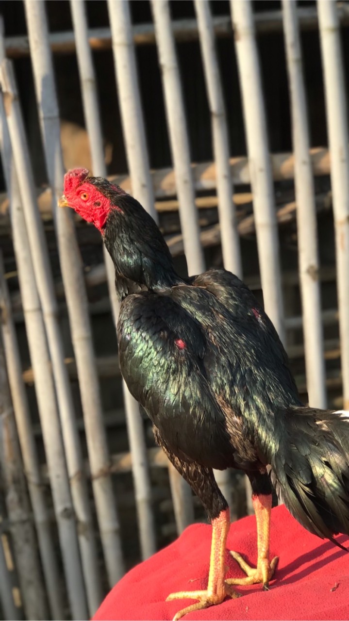 เชียงใหม่ ไก่ชน