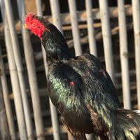เชียงใหม่ ไก่ชน
