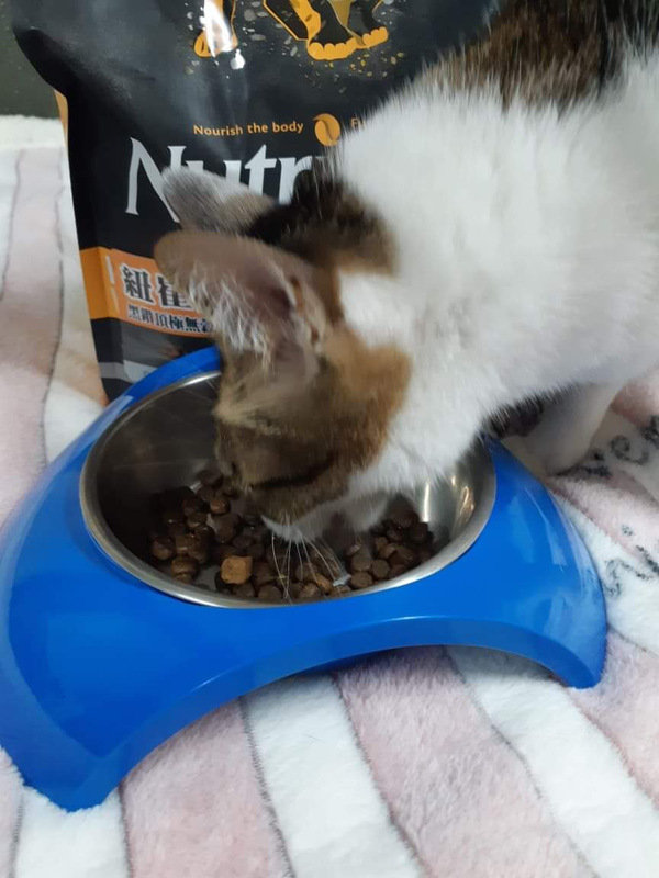 貓飼料推薦-貓奴必備紐崔斯Nutrience 頂級無穀飼料 凍乾系列 成貓無穀 火雞肉+雞肉+鮭魚 2.27kg 開箱分享