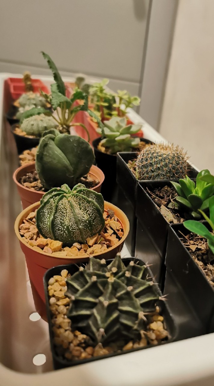 Siam Forests Club