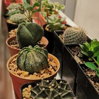 Siam Forests Club