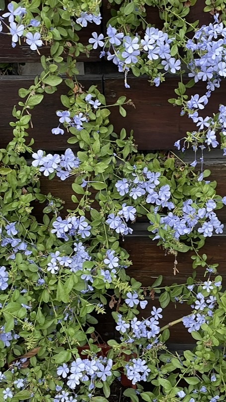 Su在好吃嚴選好物