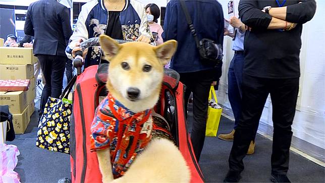 香港家犬驗出弱陽性病毒 獸醫 飼主加強清潔勿憂心 民視新聞網 Line Today