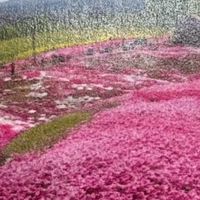 5/24-28日本北海道…五日旅遊