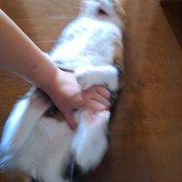 お前ら！全緩也で人狼がしたいか！？＼したーい！／