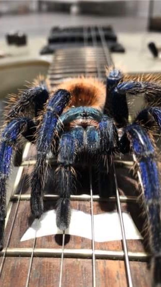 We ❤️ Tarantulas