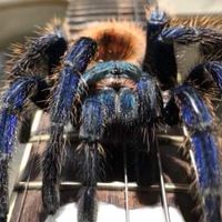 We ❤️ Tarantulas
