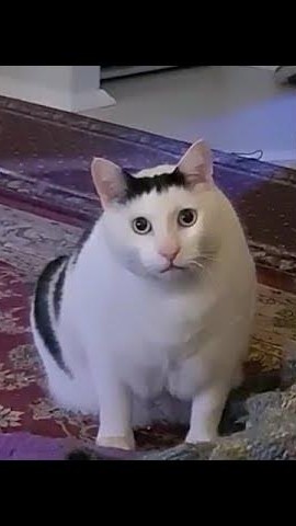 叫什麼叫