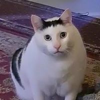 叫什麼叫