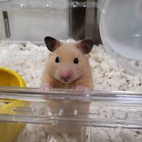 哈蜜瓜