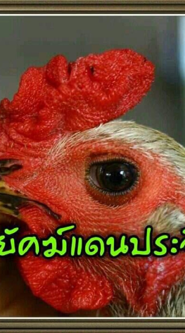 พยัคฆ์แดนประจิม
