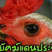 พยัคฆ์แดนประจิม