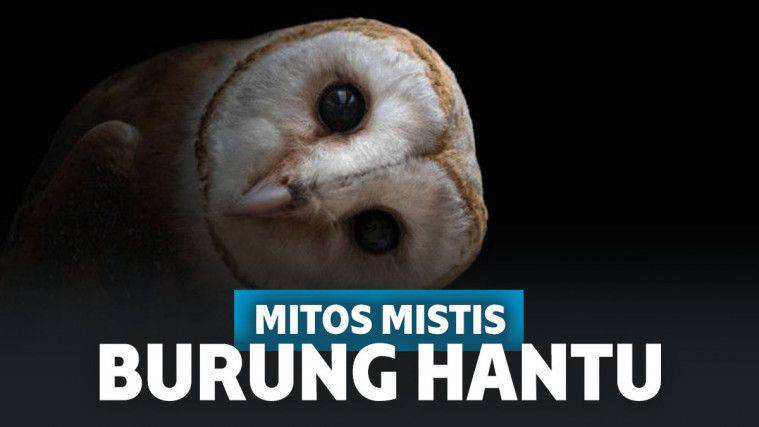 Mitos Mistis Tentang Burung Hantu Dari Beragam Bangsa Keepo Me Line Today