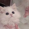 チョコミントよりもあなた