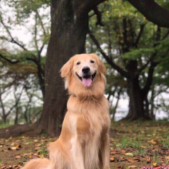 犬の性格別のストレス解消法