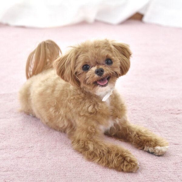 愛犬がストーブの前から離れない これって大丈夫