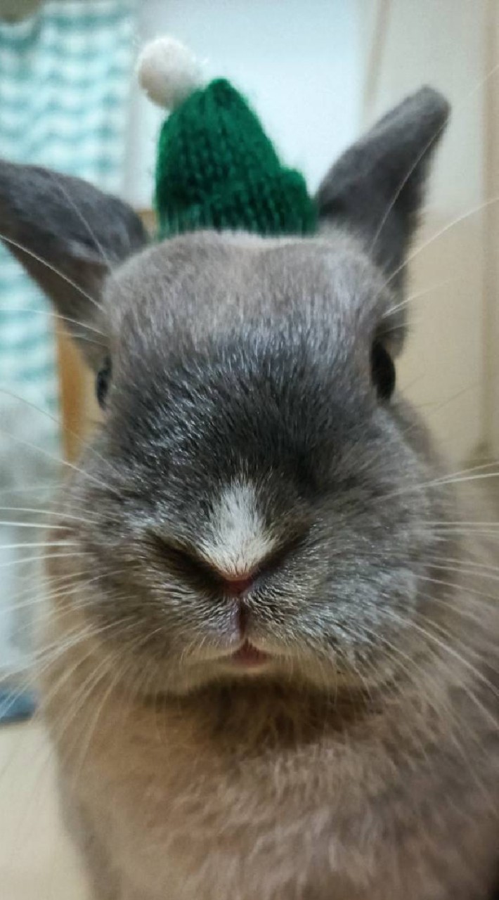 超萌小動物(◕ᴗ◕✿)聊天群,限女生👩