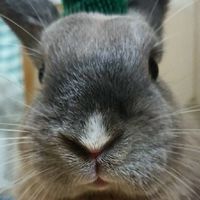 超萌小動物(◕ᴗ◕✿)聊天群,限女生👩