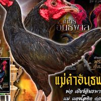 ซุ้ม “พยัคฟาร์ม