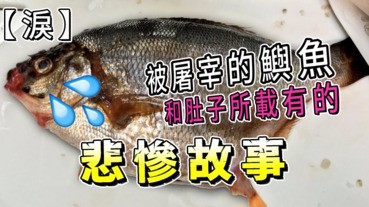 【淚】被屠宰的鱮魚和肚子所載有的悲慘故事