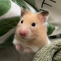 鼠鼠選物店🐹 Hamster’s Select shop