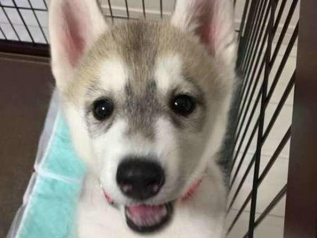 それって確信犯 飼い主にわざとアピールする犬の行動5選 いぬのきもちnews