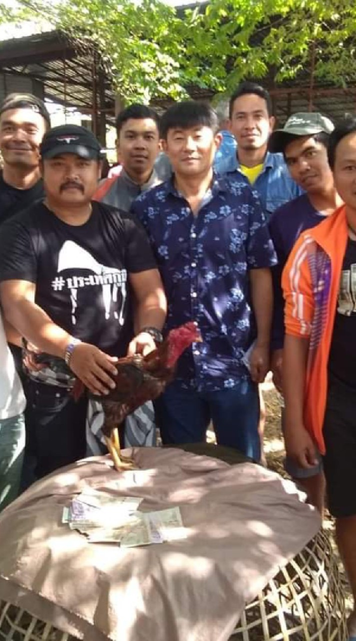 ชมรมอนุรักษ์ไก่ชนเทศบาลจอมทอง