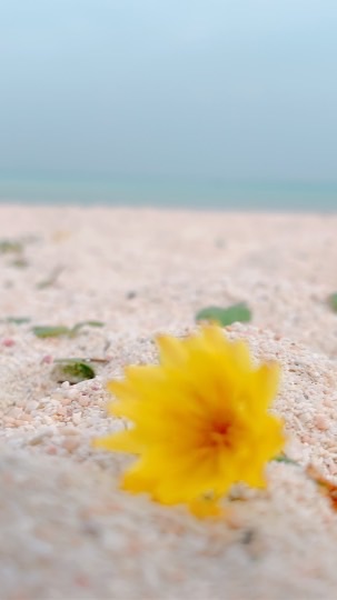 沖縄のんびり散歩🪕🌺