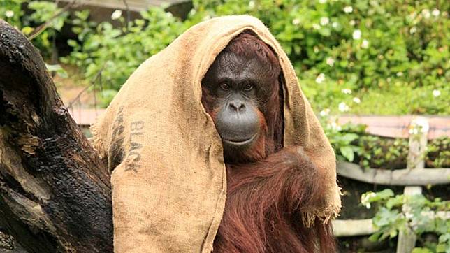 圖／翻攝自新竹市立動物園官方網站