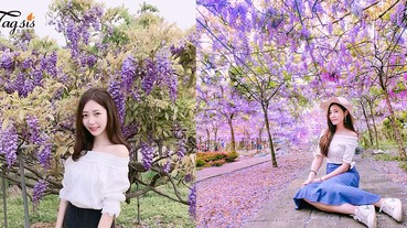 紫色控號外！紫藤花正值盛開的狀態~春日紫色浪漫限定，錯過了就沒有啦！