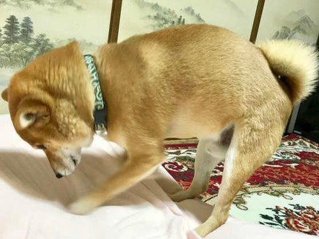 犬が地面を掘りたがる理由 かわいい画像集 いぬのきもちnews