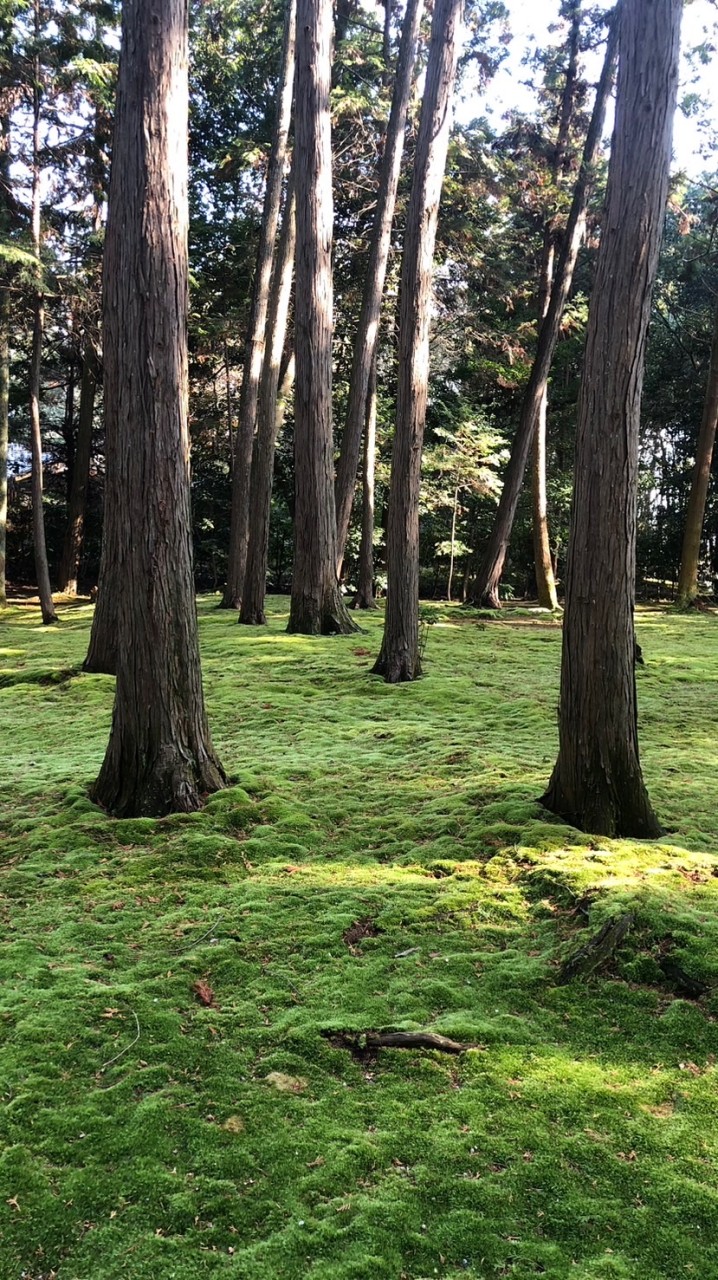千家　茶室