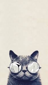 猫の会