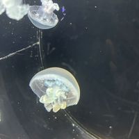 杏仁豆腐