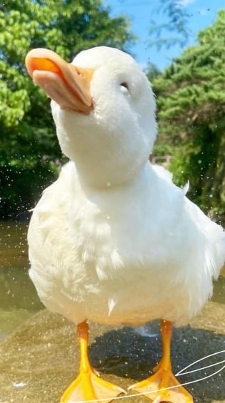 鬥陣來喇賽