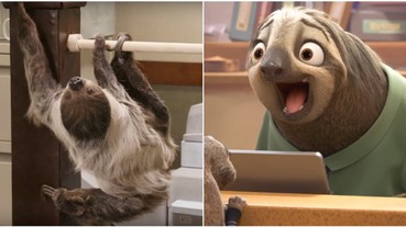 真實存在！國外神還原《動物方城市》樹懶公務員 極慢速讓網友直呼：等到要崩潰！