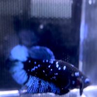 硬漢展鬥福利社