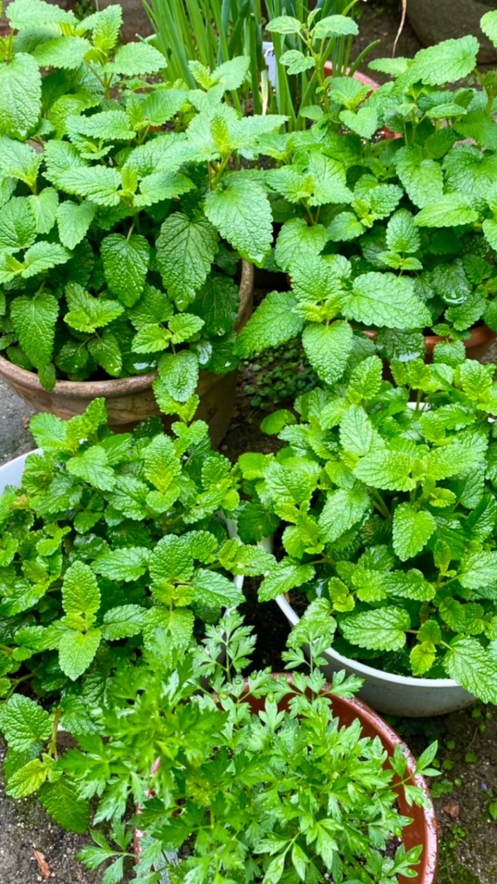 プランター、菜園を楽しもう☀️