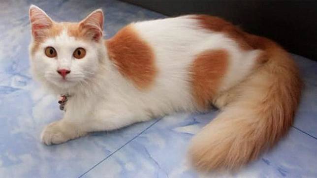 Siap Grak! Harga Anak Kucing Anggora, Ketahui Jenis Dan Cara 