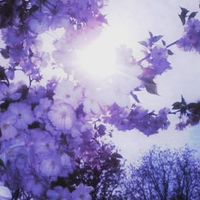 ハーデンベルギア
