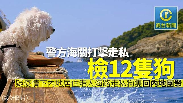 海關打擊走私檢12隻狗疑運回內地與主人團聚 商台新聞 Line Today