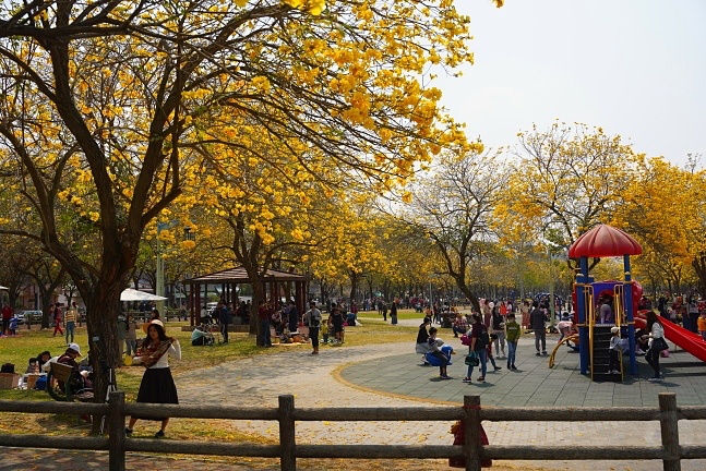 2023廍子公園黃花風鈴木花況,台中最美的黃金公園,廍子公園黃花風鈴木,廍子公園黃花風鈴木花況
