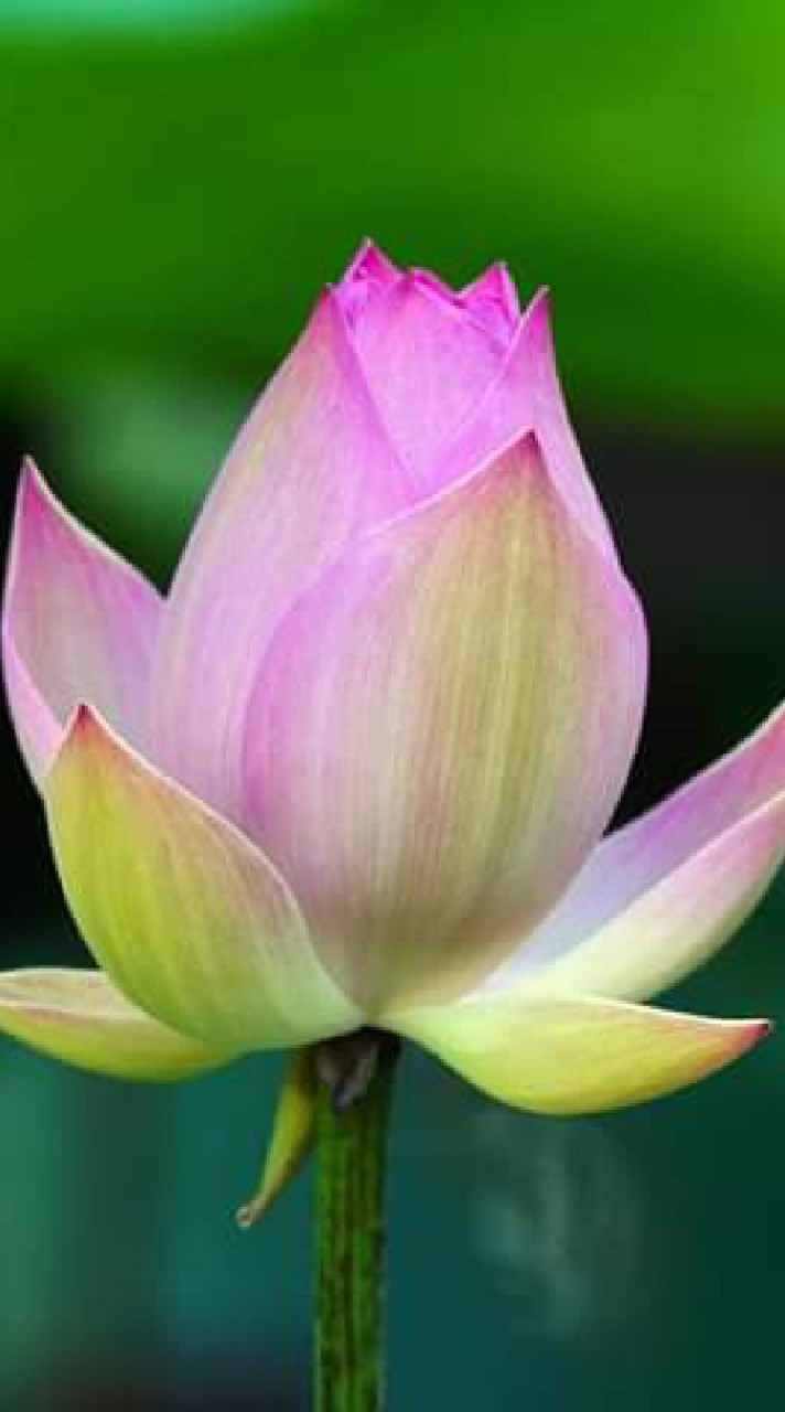 一貫道🌷聖賢智慧話語