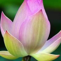 一貫道🌷聖賢智慧話語
