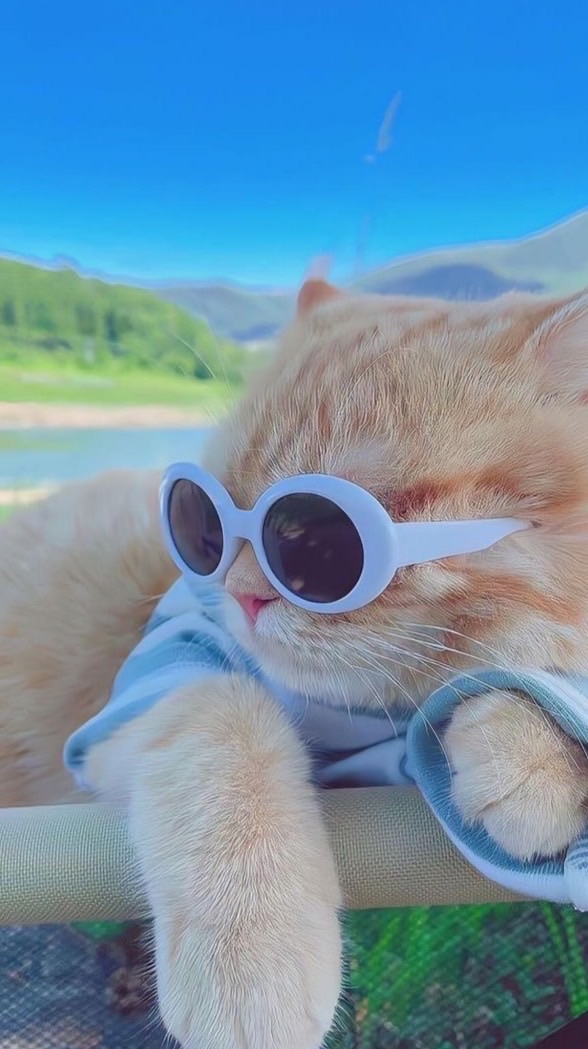 佛系代購（目前是dinotaeng 官網代購）