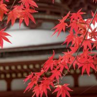 *也  ＿＿   鬼滅の刃