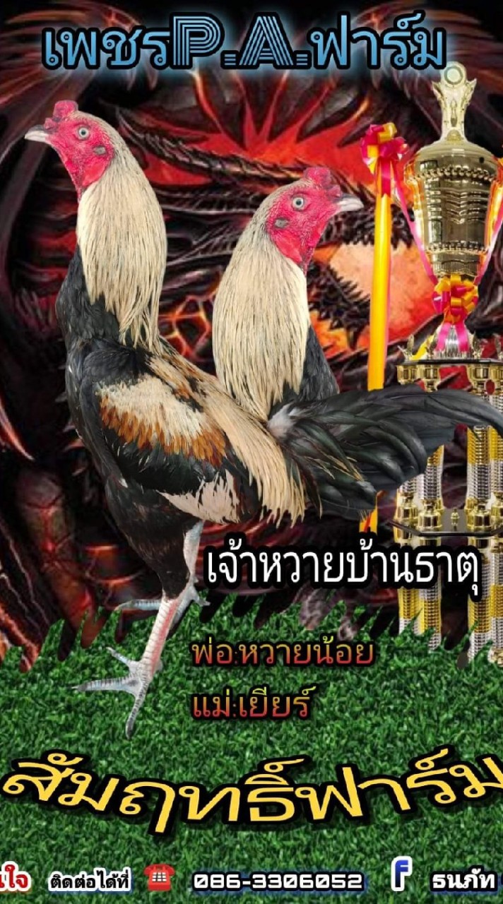 ส.สัมฤทธิ์ฟาร์มไก่ชนหนองขาม